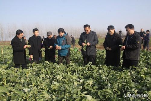 油菜叶子吃了有什么好处，油菜作饲料用的生物特点及其优势