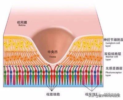 吃什么可以治疗近视，青少年近视眼补充什么营养