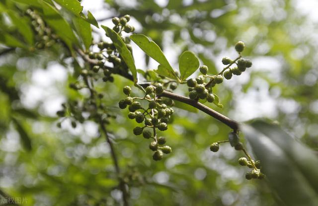 喝什么茶去湿气，祛湿茶管用吗