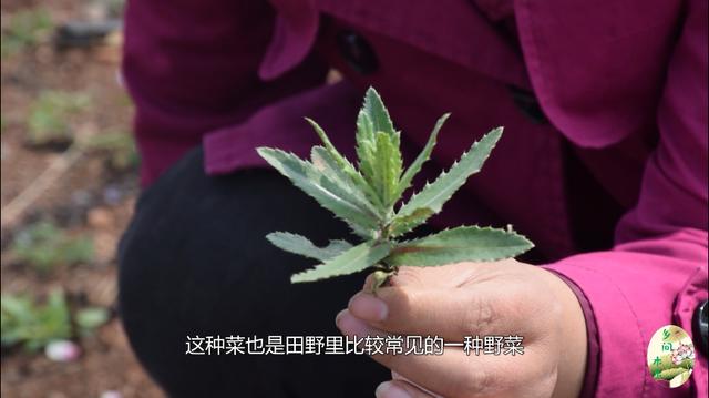 齐齐菜煮水喝有什么用，齐齐菜泡水喝功效