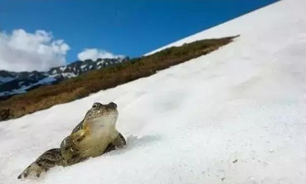 雪蛤买什么牌子好，雪蛤营养成分