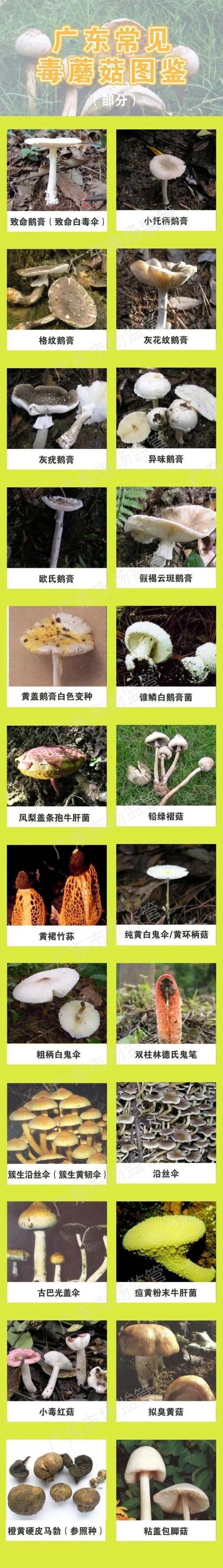 口菇什么样的不能吃，口菇能生吃么