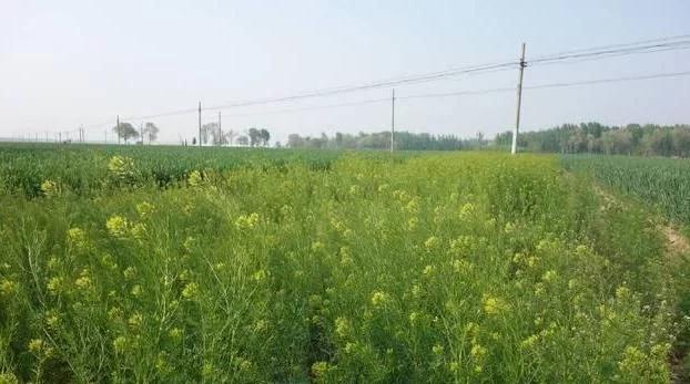 野蒿有什么用，小麦地里的野菜麦蒿