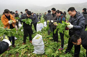 孩子榨菜又称什么，什么是涪陵榨菜