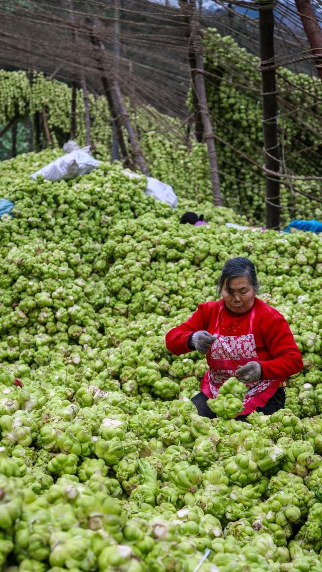 孩子榨菜又称什么，什么是涪陵榨菜