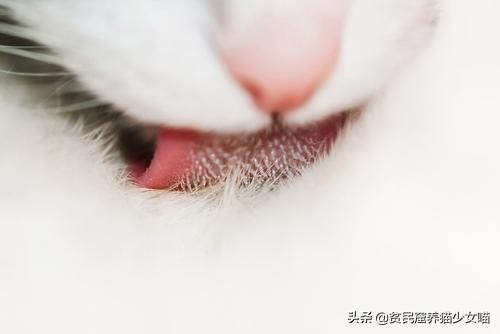 猫舌头是什么意思，猫会吐舌头散热吗