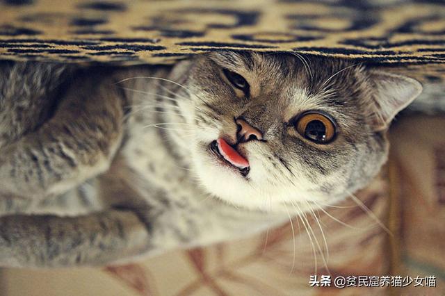 猫舌头是什么意思，猫会吐舌头散热吗