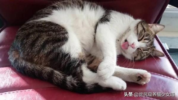 猫舌头是什么意思，猫会吐舌头散热吗