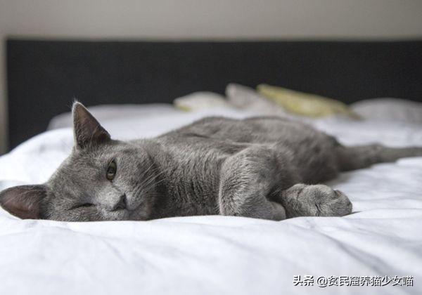 猫舌头是什么意思，猫会吐舌头散热吗