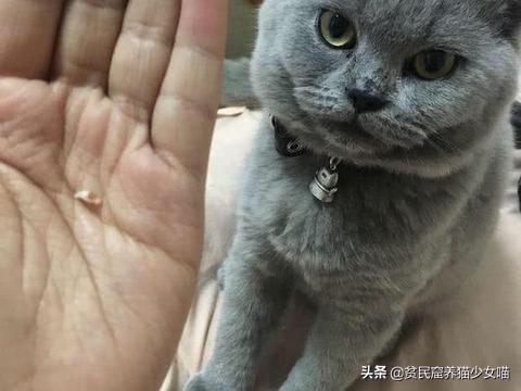 猫舌头是什么意思，猫会吐舌头散热吗