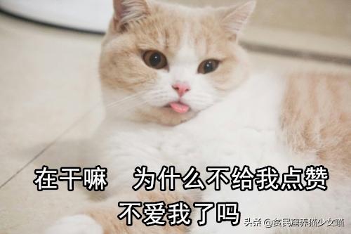 猫舌头是什么意思，猫会吐舌头散热吗