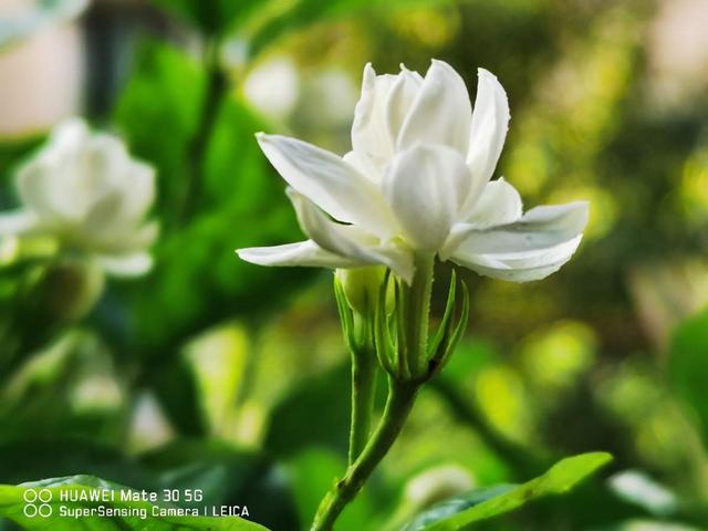 什么花能吃，一股花香扑鼻而来