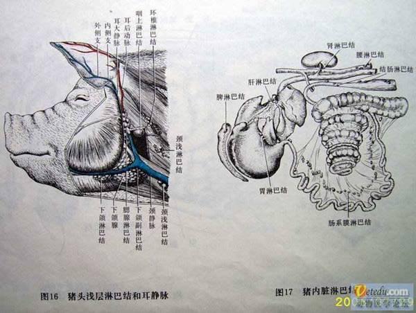 猪腰子是什么部位，猪腰子是什么部位图片