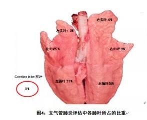 猪腰子是什么部位，猪腰子是什么部位图片