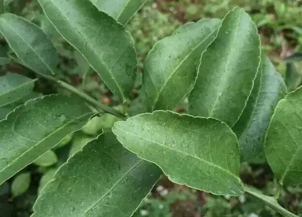 桔子花是什么颜色，柑橘如何促花芽分化