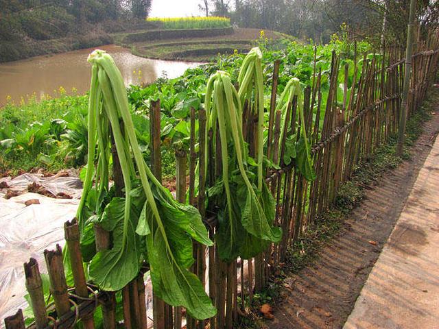 宜宾芽菜是什么做的，宜宾芽菜制作过程