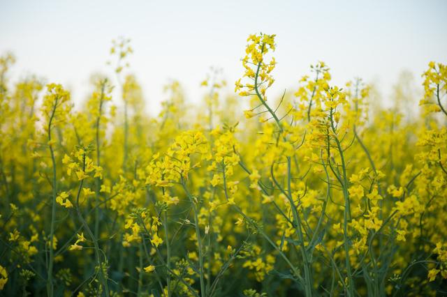 芥菜是什么菜图片，芥菜有哪几种