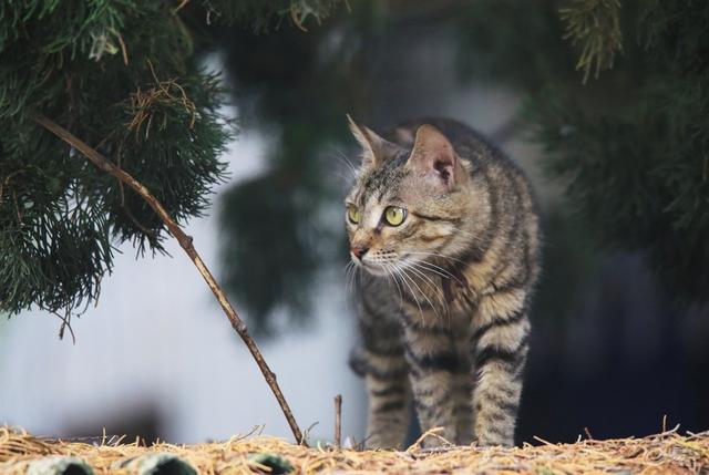 狸猫肉治什么，养狸花猫有什么禁忌