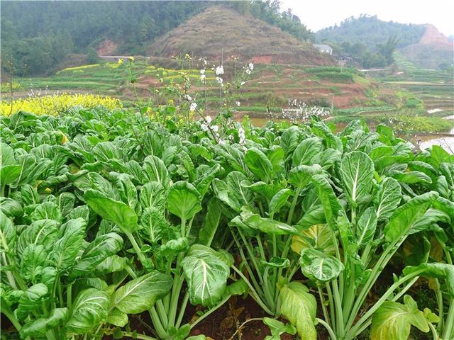 什么是芽菜图片欣赏，芽菜怎么做