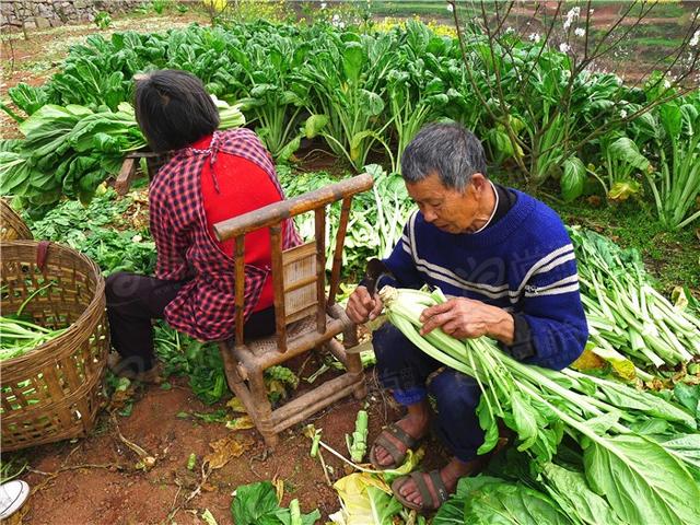 什么是芽菜图片欣赏，芽菜怎么做