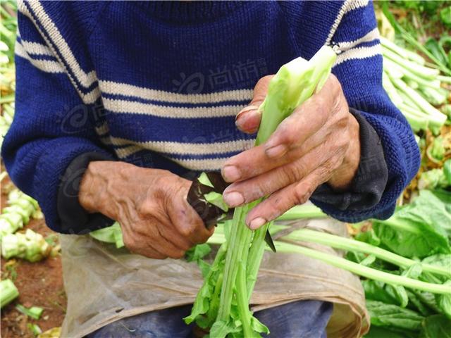 什么是芽菜图片欣赏，芽菜怎么做