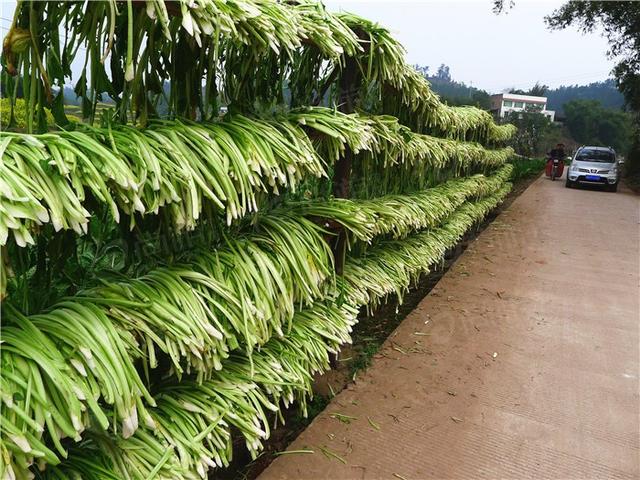 什么是芽菜图片欣赏，芽菜怎么做