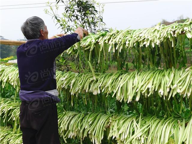 什么是芽菜图片欣赏，芽菜怎么做