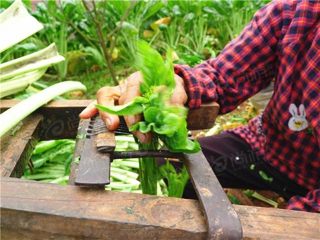 什么是芽菜图片欣赏，芽菜怎么做