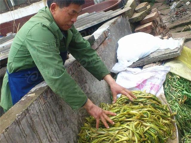 什么是芽菜图片欣赏，芽菜怎么做