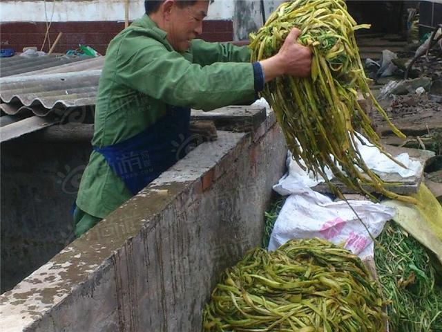 什么是芽菜图片欣赏，芽菜怎么做