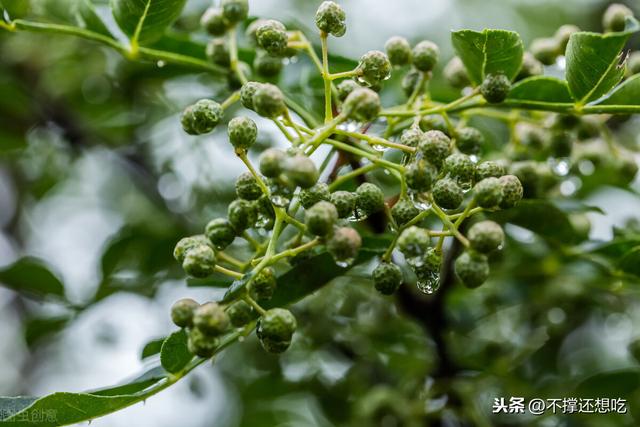 什么麻椒最好，又麻又辣的调料