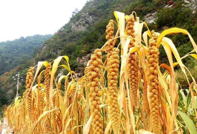 夏天吃什么杂粮，夏天吃什么杂粮粥好