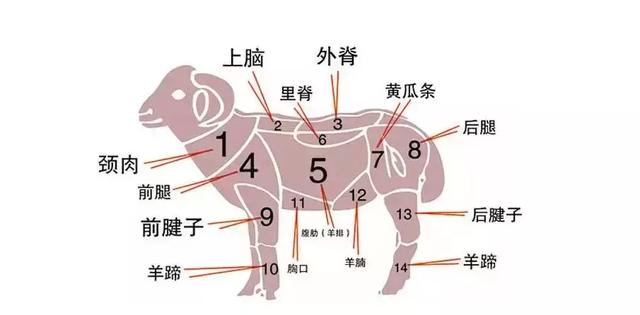 内蒙羊肉什么样，内蒙古怎么吃羊肉