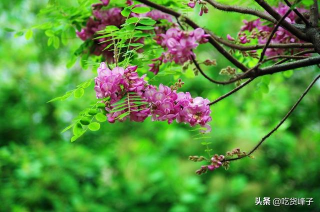 槐花茶用的什么槐花，槐花茶有什么功效