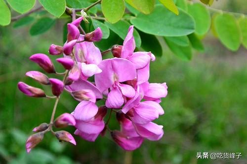 槐花茶用的什么槐花，槐花茶有什么功效