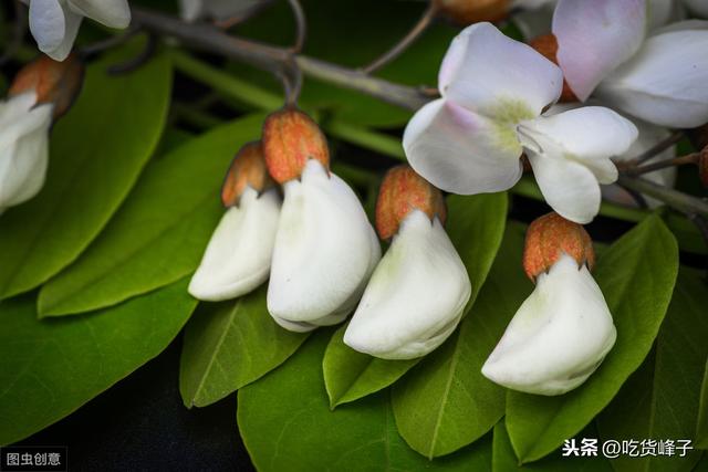 槐花茶用的什么槐花，槐花茶有什么功效