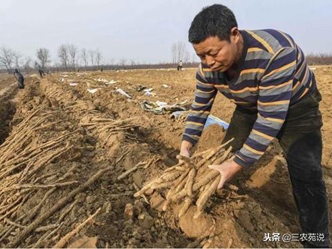 铁棍山药什么时候成熟，山药收获后怎样贮存