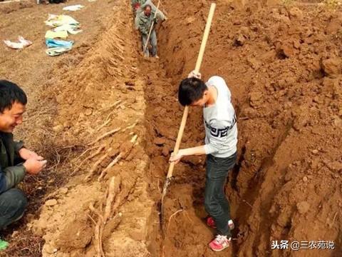 铁棍山药什么时候成熟，山药收获后怎样贮存