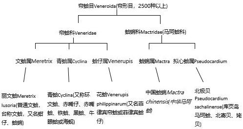 长长的贝壳是什么海鲜，海鲜种类蛏子