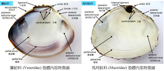 长长的贝壳是什么海鲜，海鲜种类蛏子