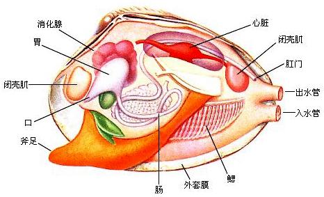 长长的贝壳是什么海鲜，海鲜种类蛏子