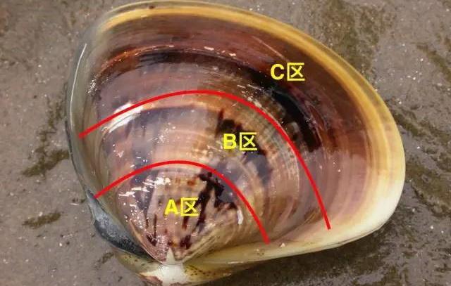 长长的贝壳是什么海鲜，海鲜种类蛏子