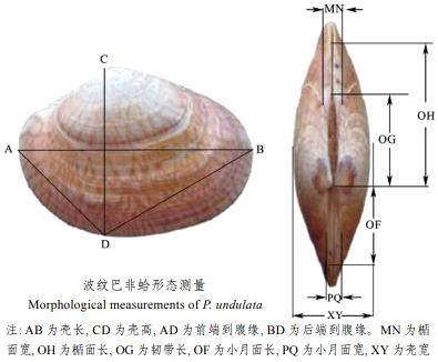 长长的贝壳是什么海鲜，海鲜种类蛏子