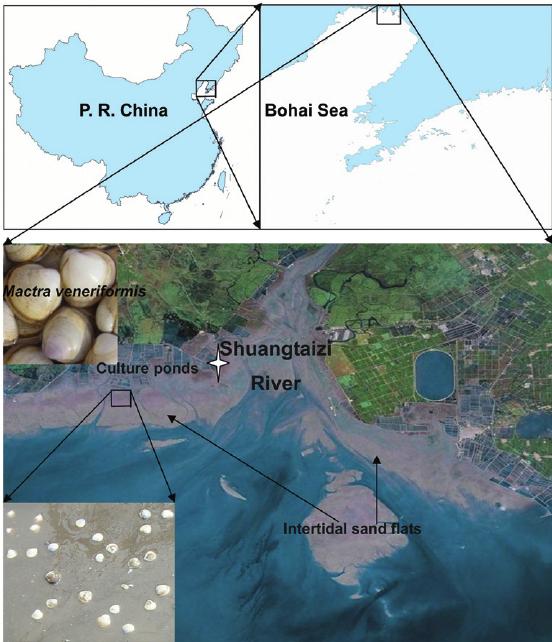 长长的贝壳是什么海鲜，海鲜种类蛏子