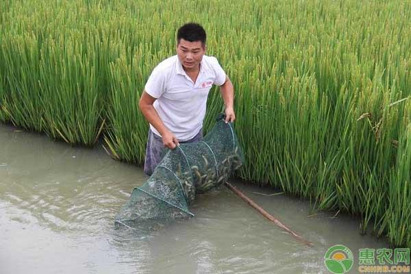 泥鳅喜欢吃什么食物，泥鳅幼苗吃什么