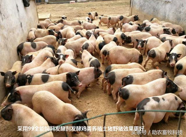 酸化奶喂羊有什么，鸽子粪加工猪饲料技术