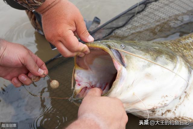 鲶鱼卵有什么毒，秋季鲶鱼钓法技巧野钓