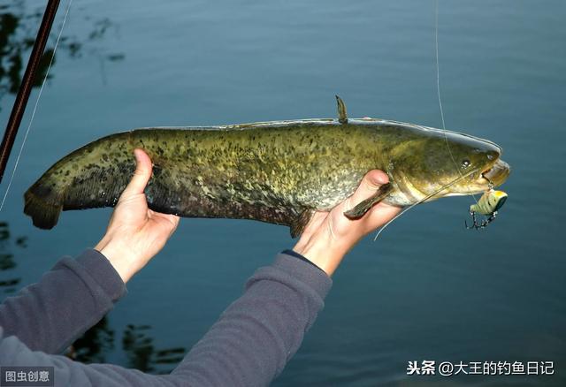 鲶鱼卵有什么毒，秋季鲶鱼钓法技巧野钓