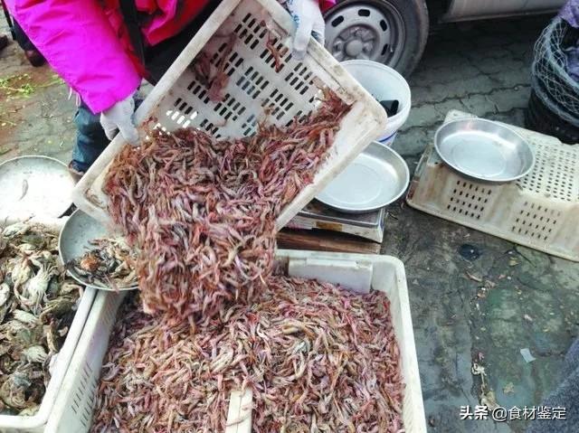 海红蟹什么季节，海蟹的季节