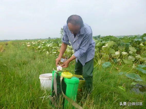 蚕蛹什么时候有卖，蚕蛹一般哪里有卖